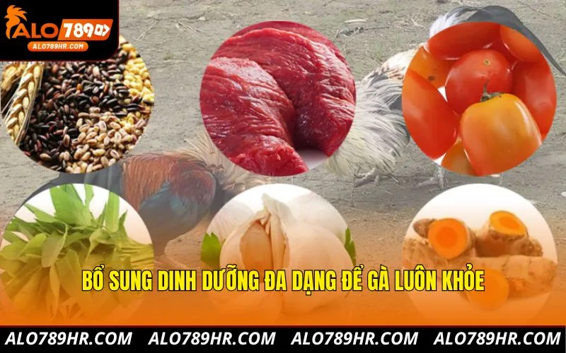 Bổ sung dinh dưỡng đa dạng để gà luôn khỏe