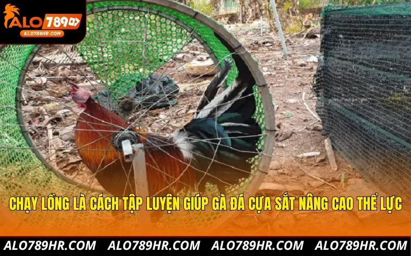 Chạy lồng là cách tập luyện giúp gà đá cựa sắt nâng cao thể lực