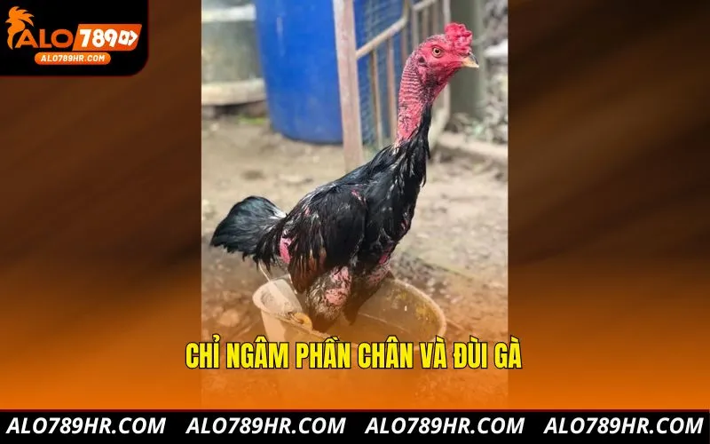 Chỉ ngâm phần chân và đùi gà