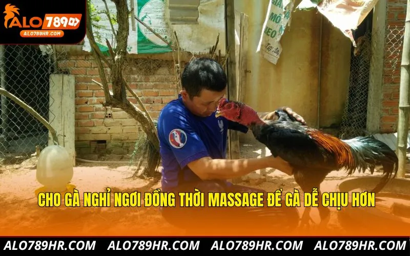 Cho gà nghỉ ngơi đồng thời massage để gà dễ chịu hơn