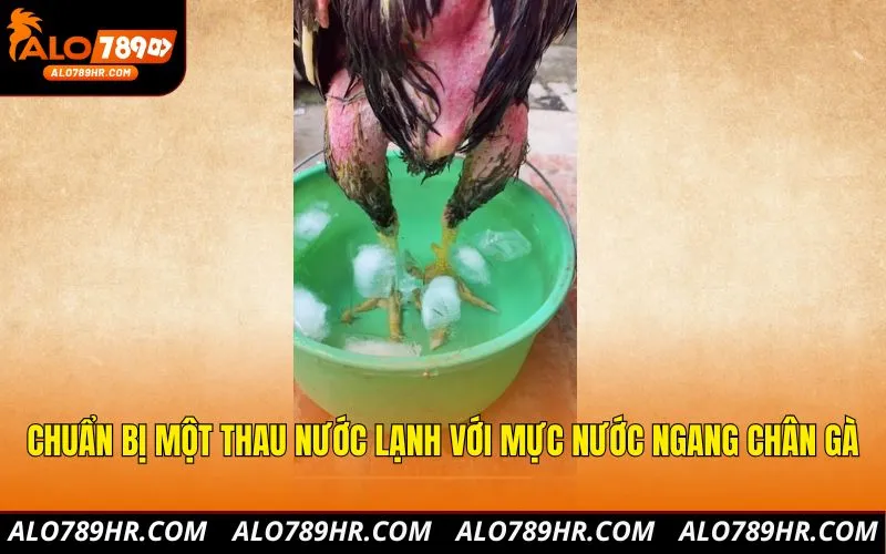 Chuẩn bị một thau nước lạnh với mực nước ngang chân gà