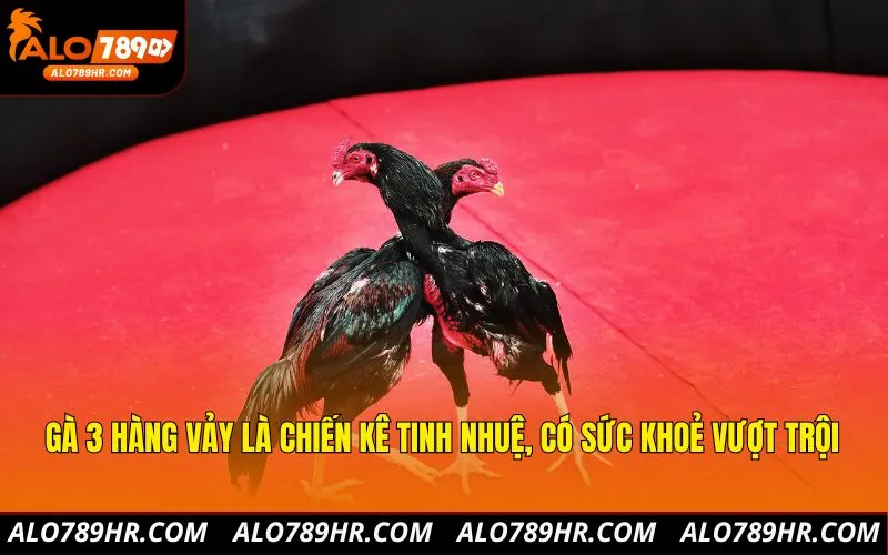 Gà 3 hàng vảy là chiến kê tinh nhuệ, có sức khoẻ vượt trội