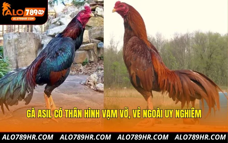 Gà Asil có thân hình vạm vỡ, vẻ ngoài uy nghiêm
