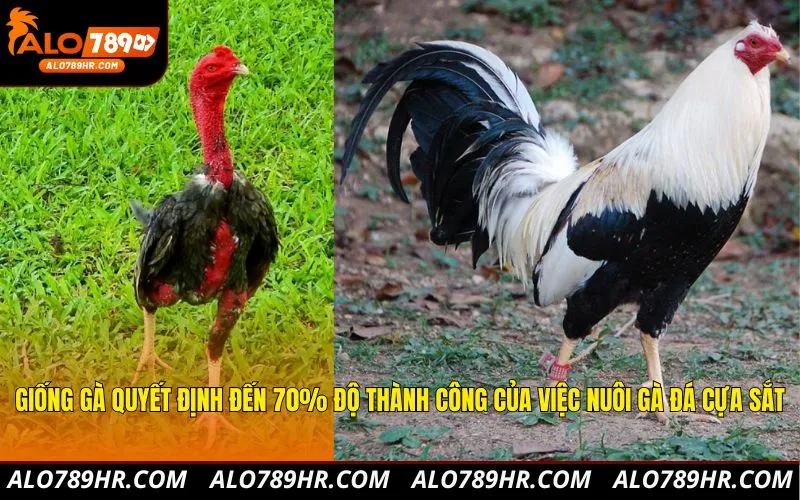 Giống gà quyết định đến 70% độ thành công của việc nuôi gà đá cựa sắt
