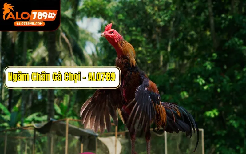 Hướng dẫn cách ngâm chân gà chọi chi tiết từ A - Z