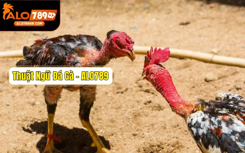 Tổng hợp các thuật ngữ đá gà kê thủ cần nắm rõ