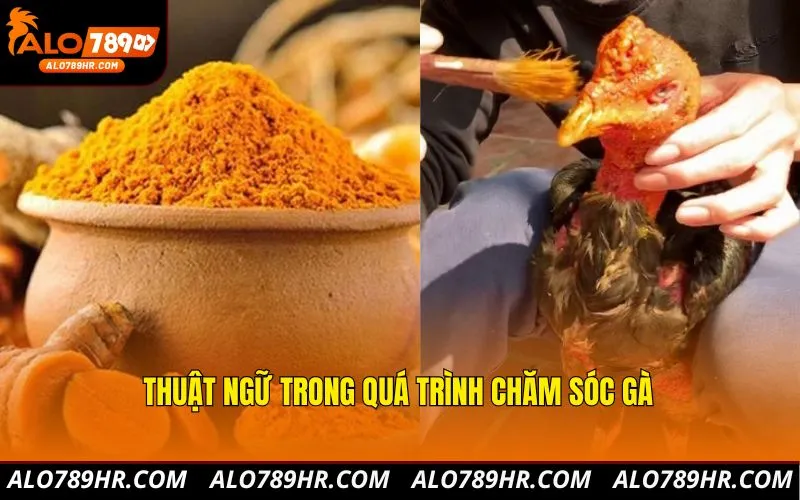 Thuật ngữ trong quá trình chăm sóc gà