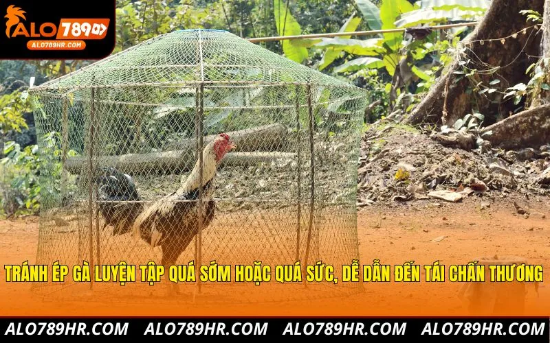 Tránh ép gà luyện tập quá sớm hoặc quá sức, dễ dẫn đến tái chấn thương